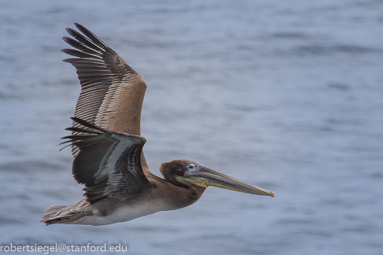 pelican